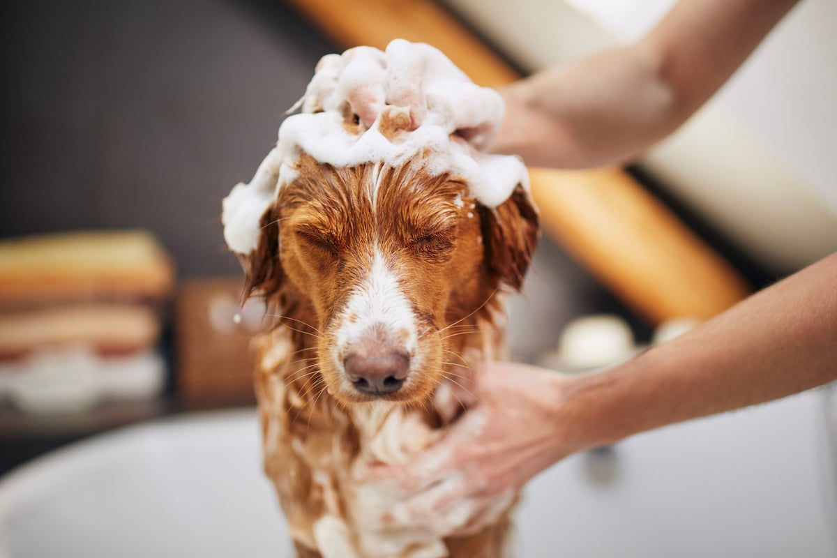 Cane durante il bagno, con pelo bagnato e sguardo sereno