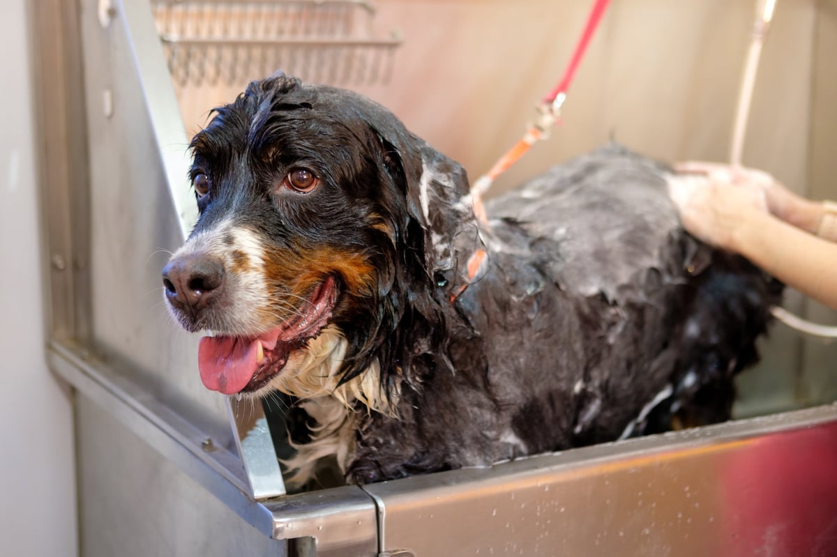 Cane di grossa taglia durante una seduta di toelettatura