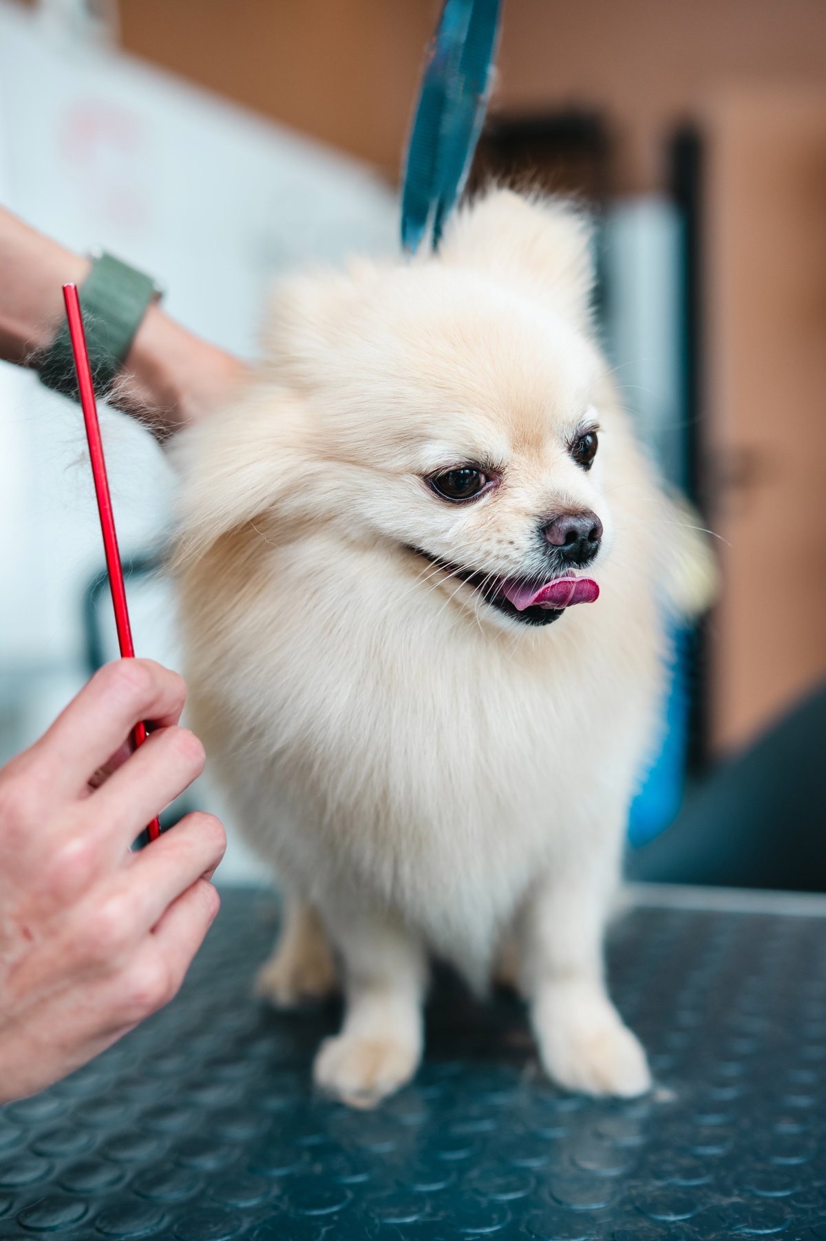 Pomerania pettinato nel salone di toelettatura